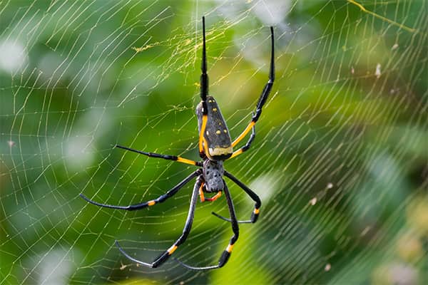 Facts About Banana or Golden Orb Spiders - Owlcation