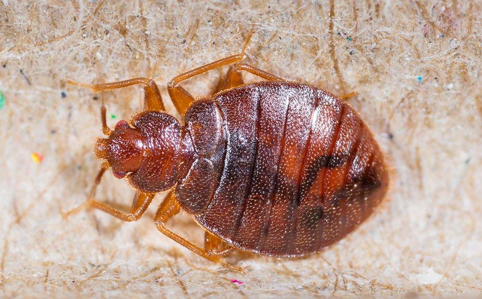 bed bug on box spring