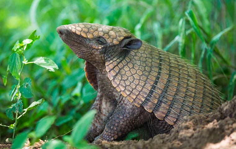 Armadillos - What They Are and How to Get Rid of Them