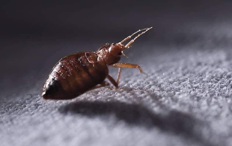 a bed bug crawling in a home