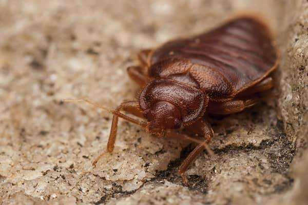 How To Keep Bed Bugs Out In 2019