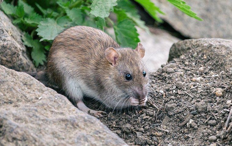 rat on a rock