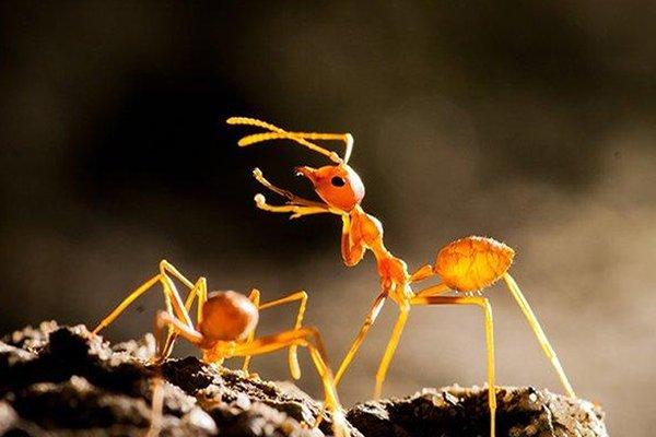 fire ants on a hill