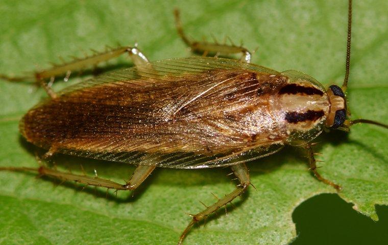 cockroach control on plant leaf