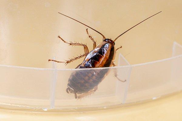 Three Signs You May Have A Cockroach Problem In Your Chandler Home