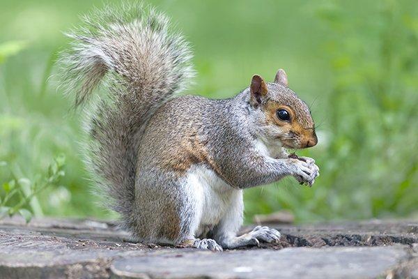 gray squirrel on a rock