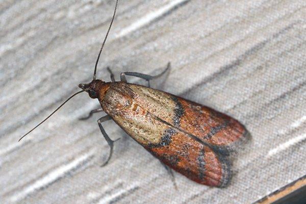 Pantry Moth Control Cleveland, Ohio - Lakewood Exterminating