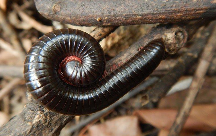 Eliminating Millipedes