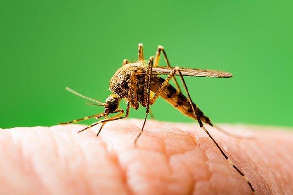 a mosquito on a finger