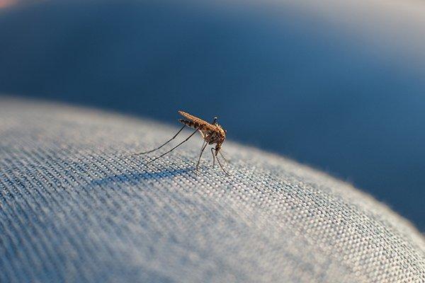 mosquito biting through pants