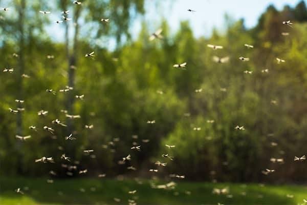 a mosquito swarm above a lawn