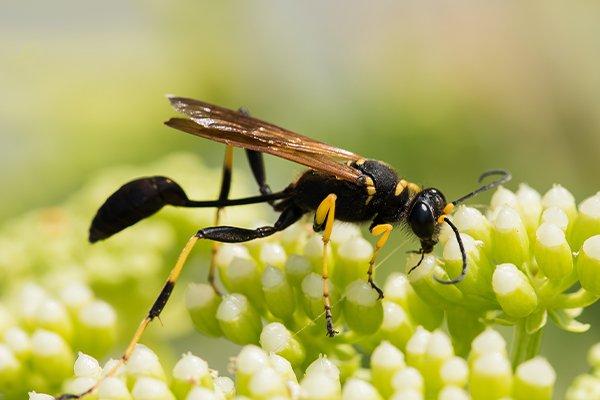 Mud Daubers  Pest Information & Prevention Tips