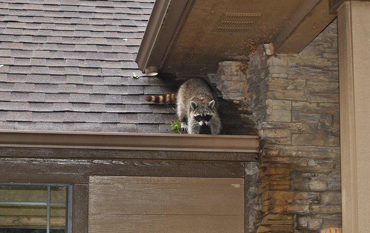 raccoon on a roof digging