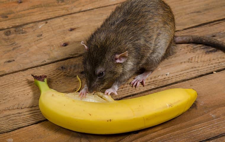 How Efficient Are Different Rodents When Eating?