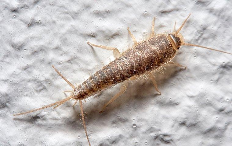 silverfish on white wall