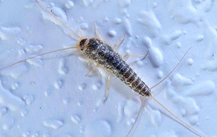 silverfish crawling on a bathroom wall