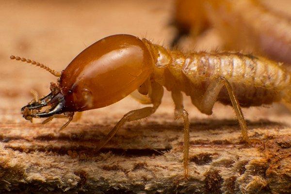 What Every Manatee County Resident Should Know About Termite Control