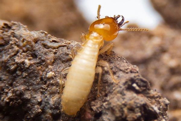 a termite infesttaon in a home