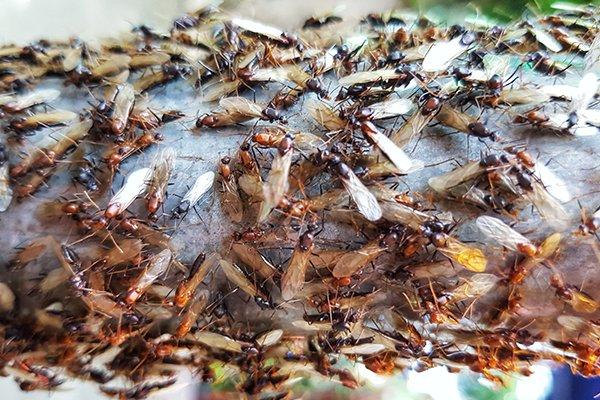 swarmers on a tree branch