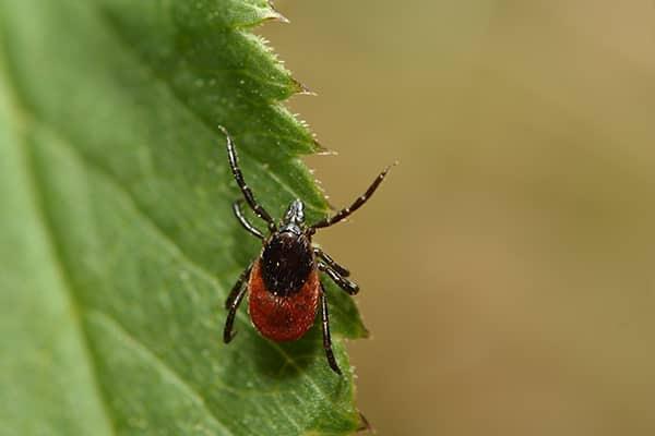 when-does-tick-season-start-in-florida