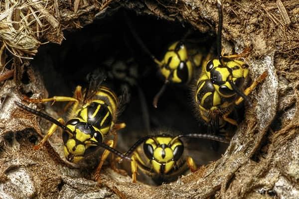 a large colony of wasps swarming out of their nest along a lakewood ranch property