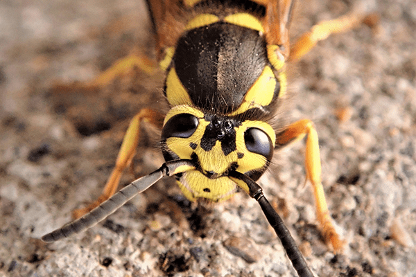 ground yellow jackets