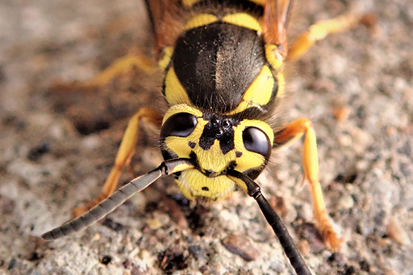 up close image of a yellow jacket on the ground