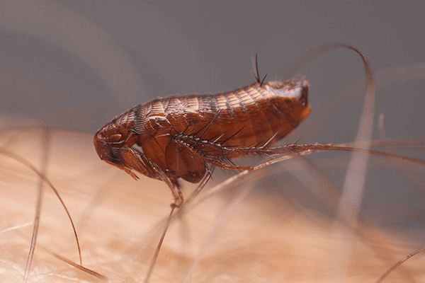 Natural Home Remedies for Flea