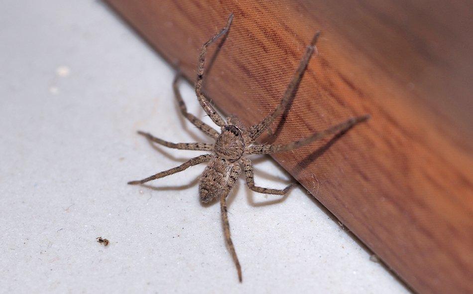 How Dangerous Are Wolf Spiders In Bradenton?