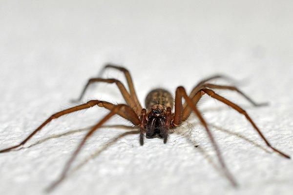 What You Need to Know About House Spiders