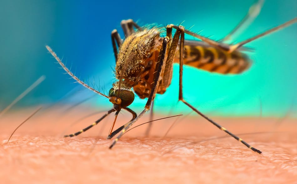 Learn More About Our Professional Mosquito Control In Florida mosquito on a persons skin in bradenton