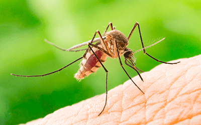 mosquito biting a persons skin in florida