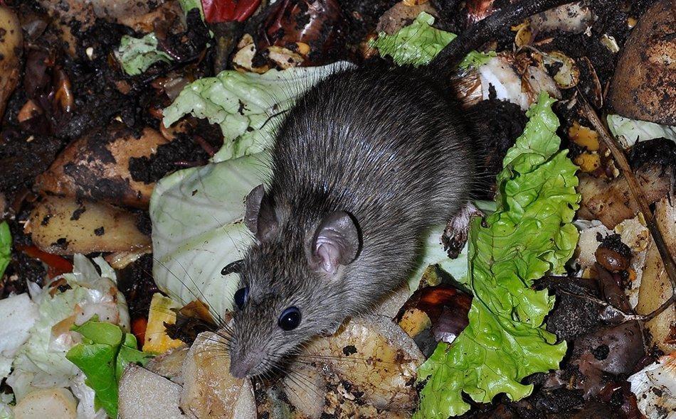 Do Rats Kill Mice?