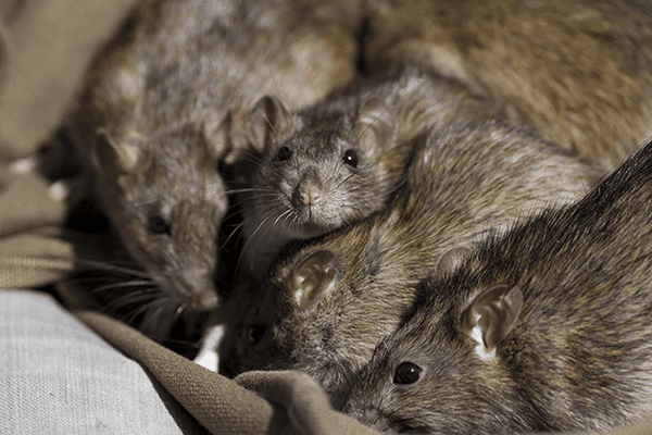 Common Rodents Found In Florida Keller S Pest Control