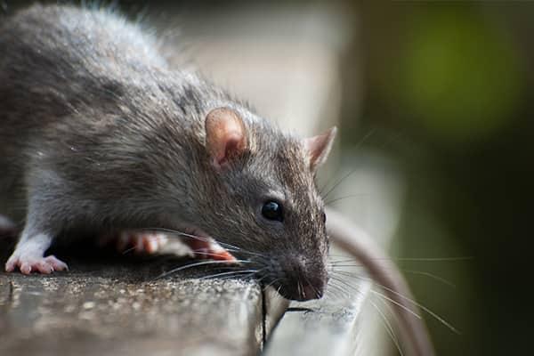 Where Do Rats Live?, Mice & Rat Habitat in Florida