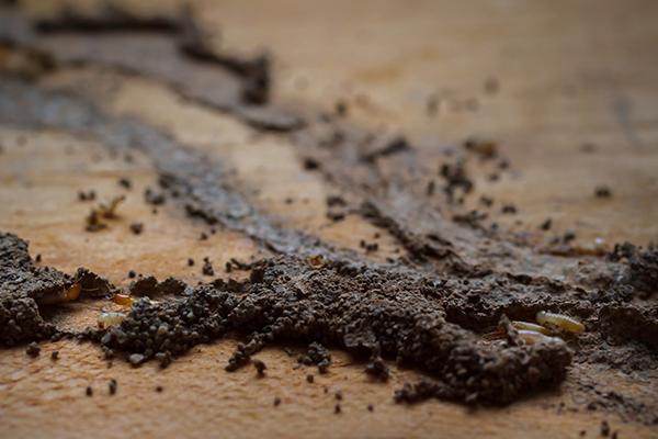Learn More About Termites And The Damage They Can Cause termites mud tubes
