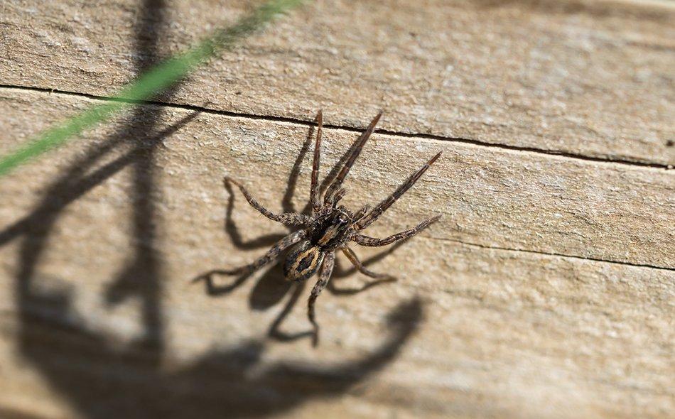 spider on barn