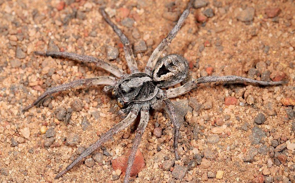 wolf spider bites