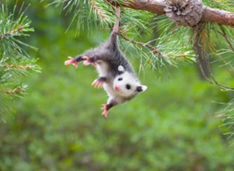 Opossum Identification And Control opossum hanging from tree