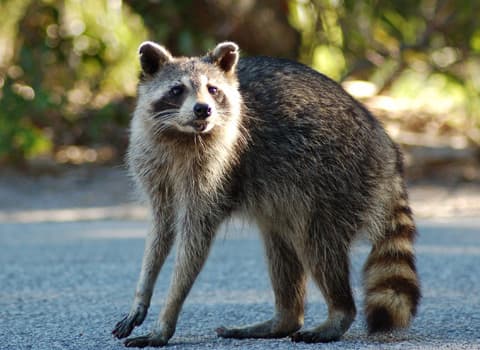 Raccoon Identification And Removal raccoon in road