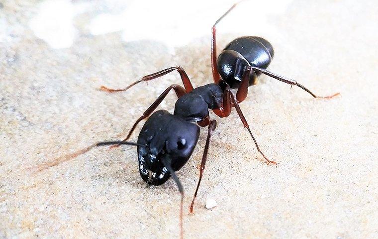 a carpenter ant crawling on wood