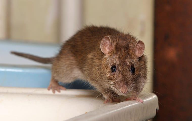 blog-how-dangerous-are-the-rats-in-new-braunfels