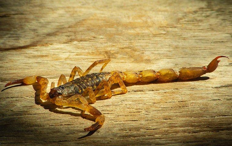 Blog Easy Yet Effective Scorpion Control Tips For New Braunfels Property Owners