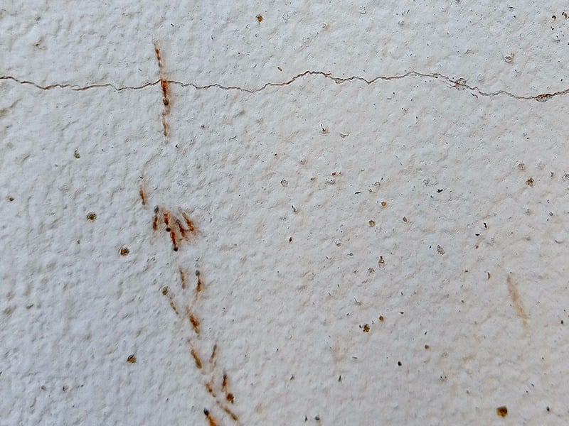 ants crawling on foundation of phoenix home