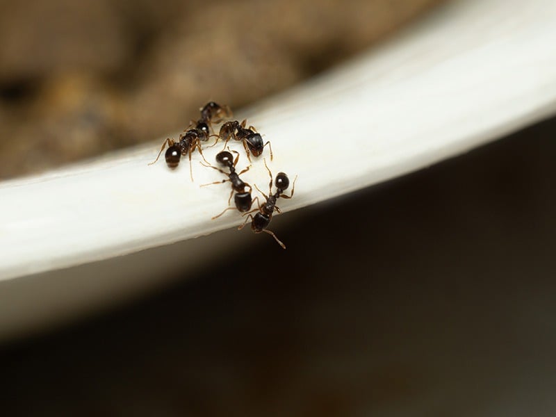 ants on a bowl