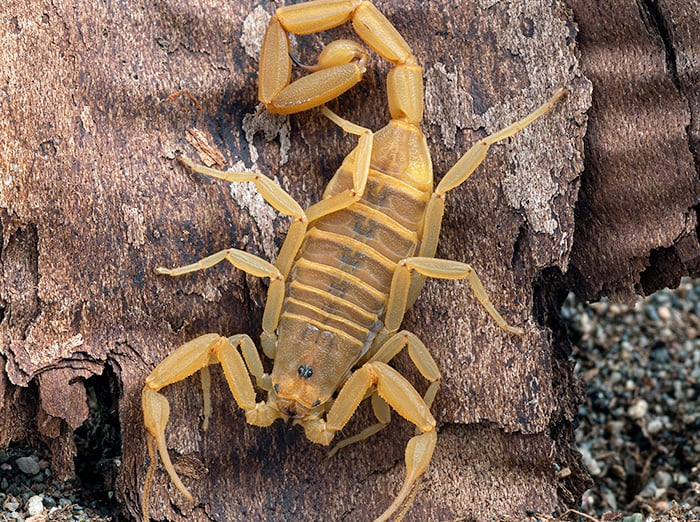 arizona bark scorpion outside tucson home