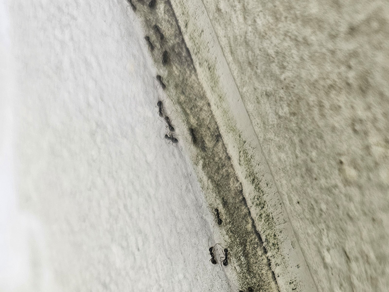 ants crawling on concrete