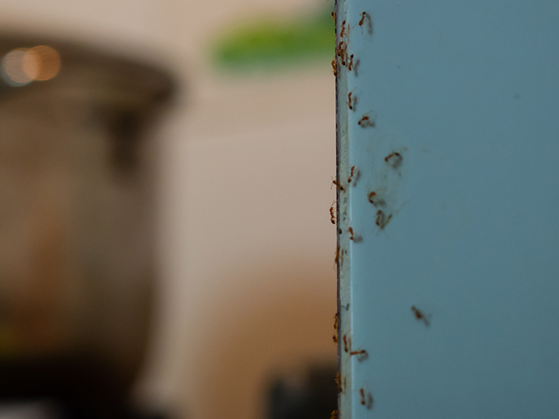 ants crawling on blue wall