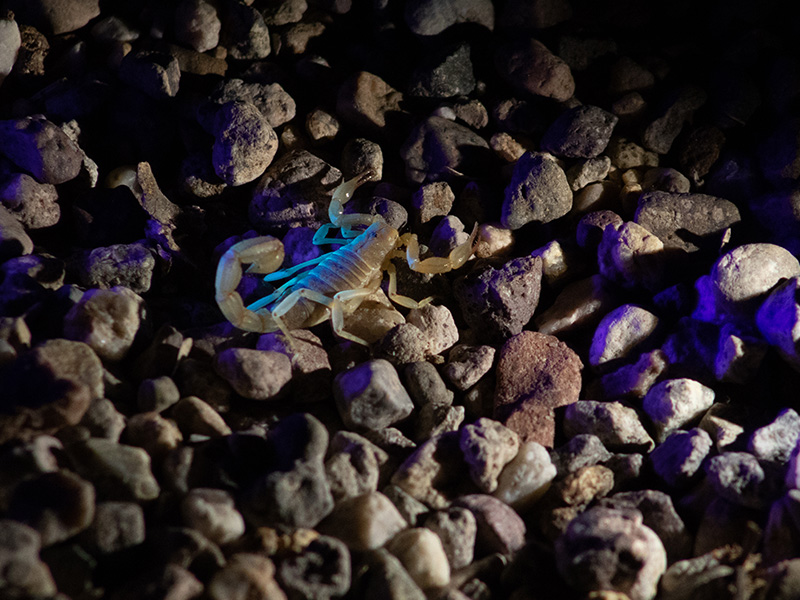 scorpion on rocks
