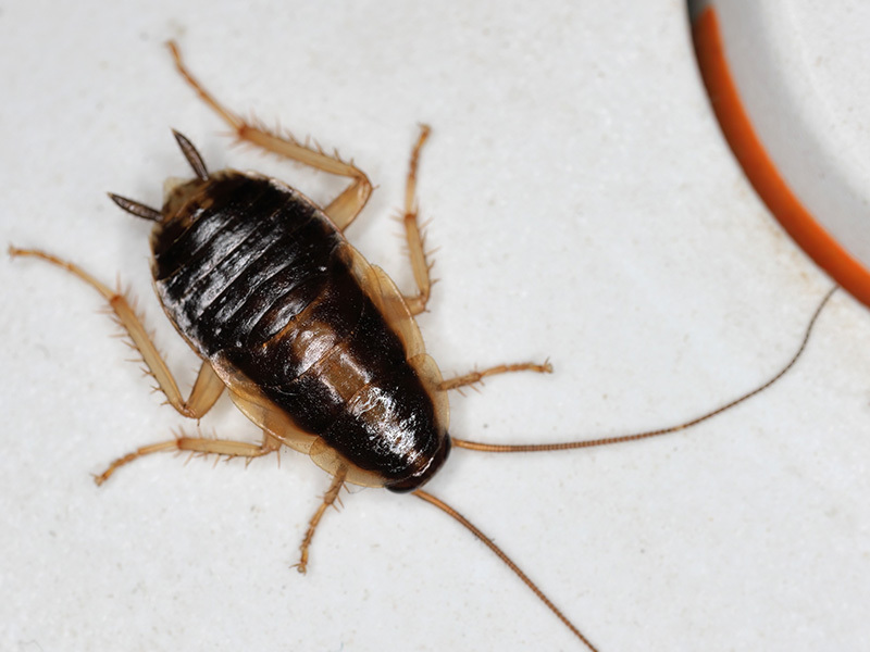 cockroach on counter